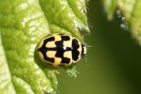 Propylea quatuordecimpunctata