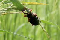 Carabus auratus