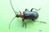 Dinoptera collaris