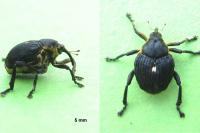 Mononychus punctumalbum