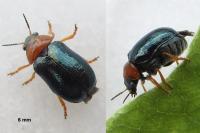 Smaragdina salicina