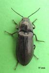 Selatosomus latus
