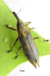 Lixus iridis
