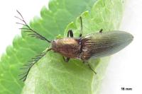 Ctenicera pectinicornis