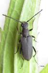 Anastrangalia dubia