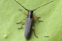Phytoecia icterica