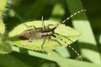 Agapanthia villosoviridescens