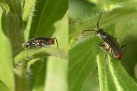 Malachius bipustulatus