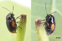 Cryptocephalus moraei