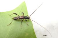 Molorchus minor