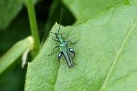 Oedemera nobilis