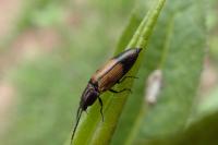 Ctenicera cuprea