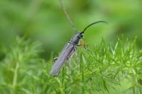 Phytoecia cylindrica