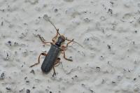 Cantharis nigricans