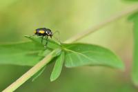 Cryptocephalus moraei