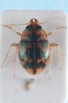 Omophron limbatum