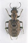 Elaphrus riparius