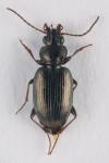 Bembidion varium