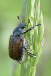 Phyllopertha horticola