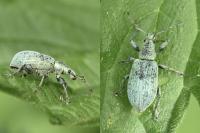 Phyllobius pomaceus