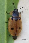 Dendroxena quadrimaculata