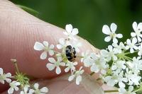 Anthrenus scrophulariae