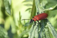 Pyrochroa coccinea