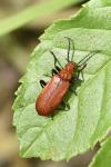 Pyrochroa serraticornis