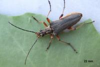 Stenocorus meridianus