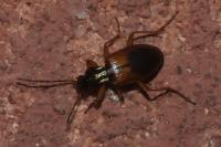 Anchomenus dorsalis