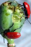 Lilioceris lilii