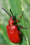 Lilioceris merdigera