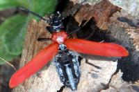 Pyrochroa coccinea