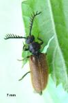 Drilus flavescens