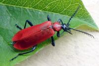 Pyrochroa coccinea