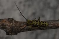 Saperda scalaris