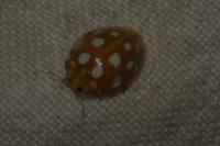 Halyzia sedecimguttata