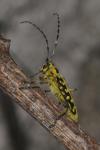 Saperda scalaris