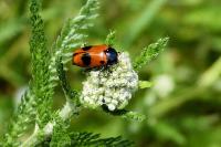 Clytra quadripunctata