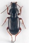 Pterostichus ovoideus