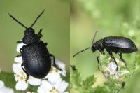 Galeruca tanaceti