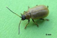 Lochmaea capreae