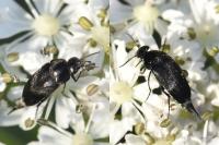 Mordella aculeata
