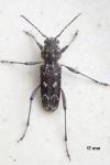 Xylotrechus rusticus