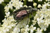 Gnorimus nobilis