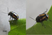 Cryptocephalus vittatus