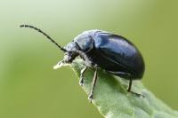 Agelastica alni
