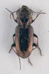 Notiophilus biguttatus