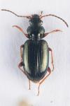 Bembidion deletum