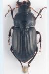 Harpalus dimidiatus